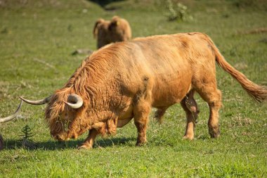 Yazın otlayan yalnız bir dağ ineği, Abruka, Saaremaa, Estonya.