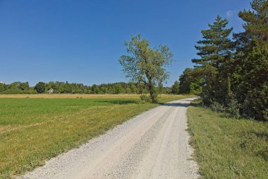 Yazın açık mavi bir gökyüzü altında verimli yeşil bir tarla ile ağaçlardan oluşan bir orman arasında kıvrılan çakıl yolu olan kırsal alan, Muhu, Estonya.