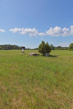 Aljava Ukukivi 'nin (Uku' nun sunduğu taş) çimenli bir tarlada, yanında ardıç ağacı bulunan kayanın manzarası, alçak yerde bulunan bitki örtüsü ve güneşli yaz mevsiminde gökyüzünde bulutlarla kaplı bir orman hattının arka planı, Muhu, Estonya.