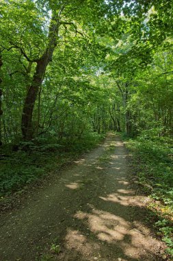 Güneşli yaz havasında doğal orman yolu. Güneş ışığı yere gölge düşürüyor. Abruka, Saaremaa, Estonya..