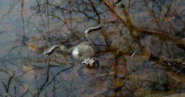 Bahar ayında, Mustavuori, Helsinki, Finlandiya 'da bir kurbağanın (bufo bufo) yakın çekimi bir gölette yüzmektedir..