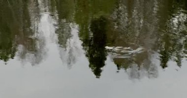 Yaygın bir kurbağanın (bufo bufo bufo) yakın çekimi ilkbaharda sakin su yüzeyinde dalgalanmalar yaratır, Mustavuori, Helsinki, Finlandiya.