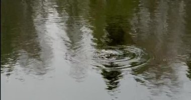 Yaygın bir kurbağanın (bufo bufo bufo) yakın çekimi ilkbaharda sakin su yüzeyinde dalgalanmalar yaratır, Mustavuori, Helsinki, Finlandiya.