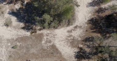 Bir orman kum tepesi manzarası, güneşli bahar havasında birbirine karışmış yeşil bitki örtüsü ve ağaçlarla kumlu bir manzara, Tahkuna, Hiiumaa, Estonya.