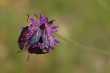 Yazın, Saaremaa, Estonya 'da mor bir çiçekten beslenen altı noktalı burnet güvelerinin (zygaena filipendulae) yakın çekimi.