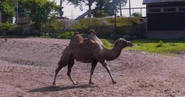 Bactrian devesi (Camelus bactrianus) yaz aylarında Korkeasaari Hayvanat Bahçesi, Helsinki, Finlandiya.