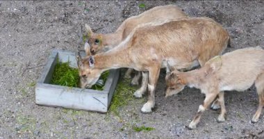 Yazın Korkeasaari Hayvanat Bahçesi, Helsinki, Finlandiya.