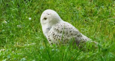 Karlı baykuş (bubo scandiacus), Korkeasaari Hayvanat Bahçesi, Helsinki, Finlandiya.