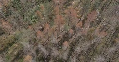 Yakın zamanda güneşli yaz havasında çıkan bir orman yangınından etkilenen bir orman manzarası, Nuuksio, Finlandiya.