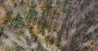 Yakın zamanda güneşli yaz havasında çıkan bir orman yangınından etkilenen bir orman manzarası, Nuuksio, Finlandiya.