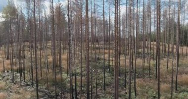 Yakın zamanda güneşli yaz havasında çıkan bir orman yangınından etkilenen bir orman manzarası, Nuuksio, Finlandiya.