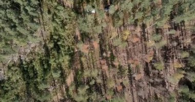 Oikkaanmaki 'de güneşli yaz mevsiminde çıkan yangından etkilenen orman manzarası, Loppi, Finlandiya.