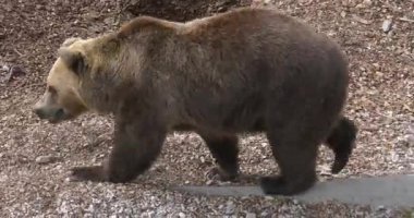 Avrasya kahverengi ayısı (ursus arctos arctos), Korkeasaari Hayvanat Bahçesi, Helsinki, Finlandiya.