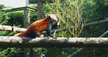 Kırmızı panda (ailurus fulgens) yazın dal yer, Korkeasaari hayvanat bahçesi, Helsinki, Finlandiya.
