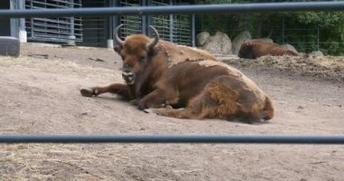 Avrupa bizonu (bizon bonasus) yaz mevsiminde yerde yatmaktadır, Korkeasaari hayvanat bahçesi, Helsinki, Finlandiya.