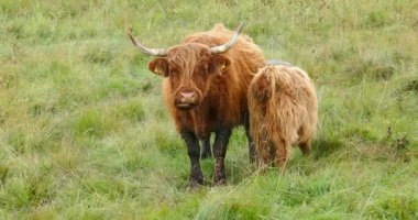Hereford sığırları sonbaharda bir çayırda otluyor, Tuulingu, Estonya, Avrupa.