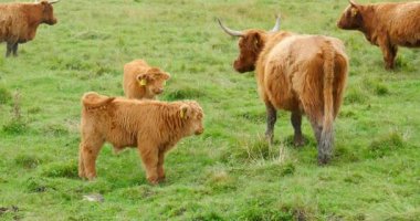 İskoçya sığırları sonbaharda bir otlakta otlar, Tuulingu, Estonya, Avrupa.