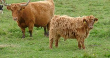 İskoçya sığırları sonbaharda bir otlakta otlar, Tuulingu, Estonya, Avrupa.