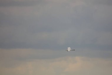 Yazın bulutlu bir gökyüzünde uçan büyük beyaz balıkçıl (ardea alba), Saaremaa, Estonya, Avrupa.