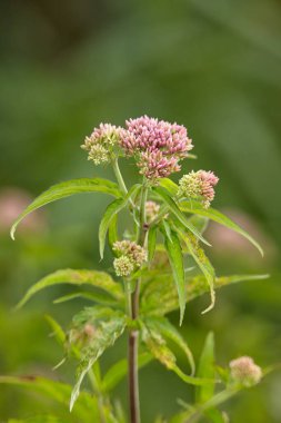 Yazın ormanda yetişen Hemp-tarım (Eupatorium cannabinum), Saaremaa, Estonya, Avrupa.