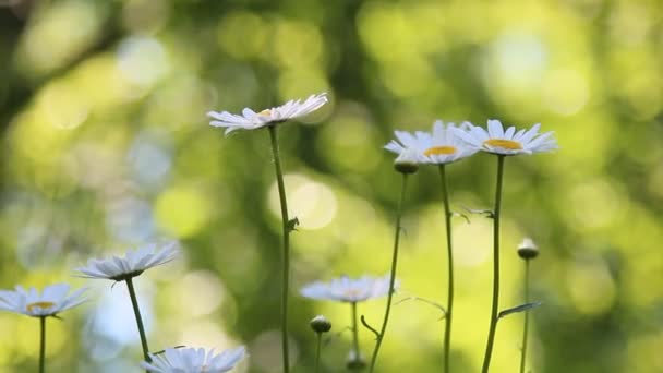 Las margaritas blancas florecen — Vídeos de Stock