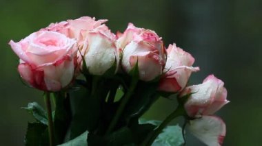 Pembe ıslak gül