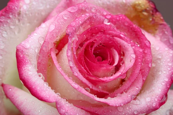 Uma única rosa — Fotografia de Stock