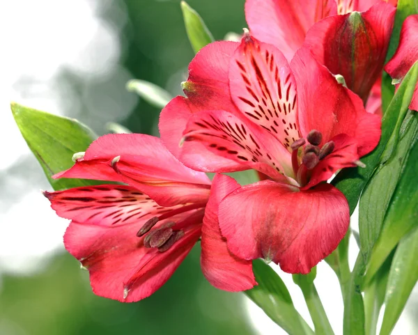 ピンクの Altroemeria の花 — ストック写真