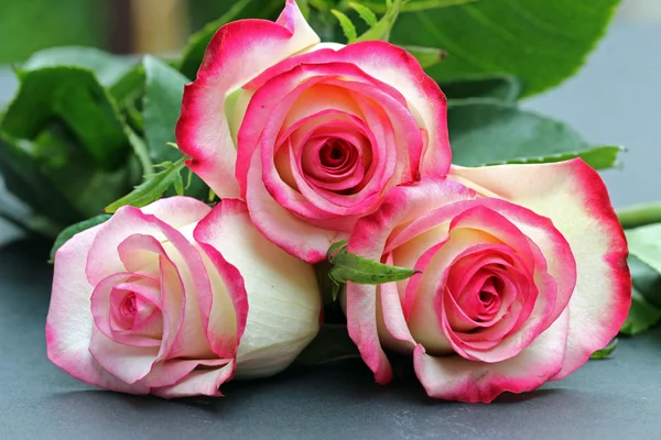 Three pink Roses — Stock Photo, Image