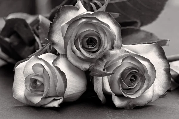 Drei rosa Rosen — Stockfoto