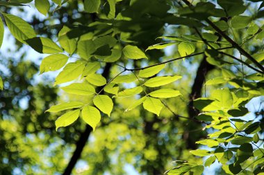 Yeşil Yaz yaprakları