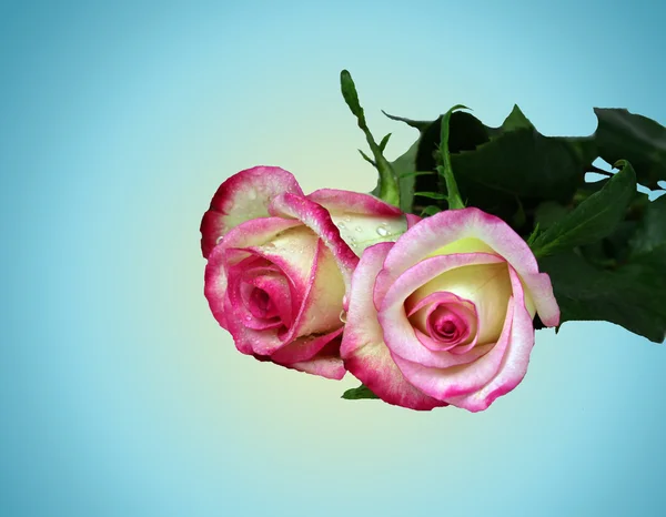 Duas rosas rosa — Fotografia de Stock