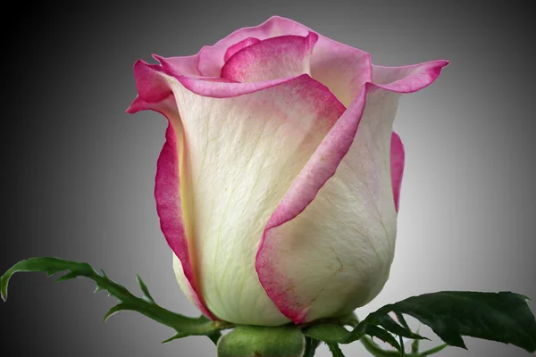 Pink Rose bud. — Stock fotografie