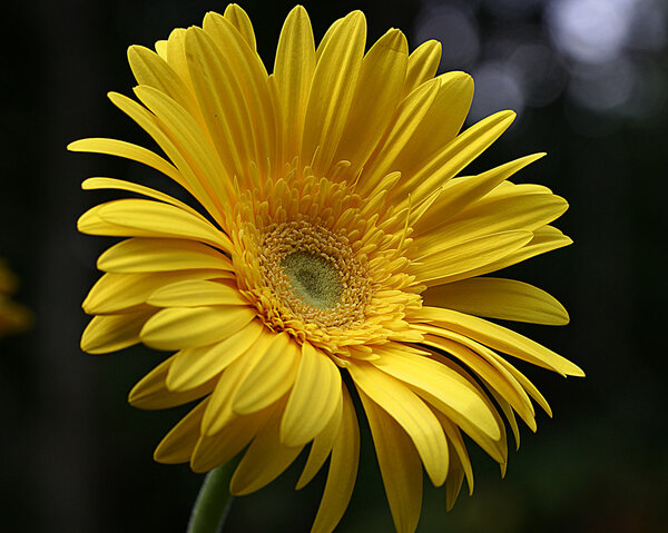 A yellow Daisy