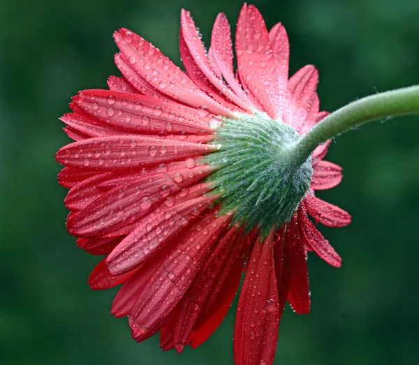 红色的湿的雏菊 — 图库照片