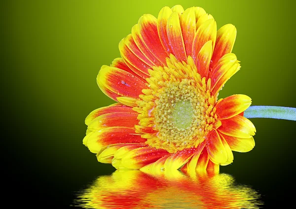 Flores de crisântemo amarelo — Fotografia de Stock