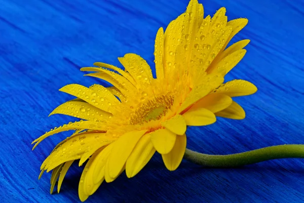 Margarida-gerber amarela — Fotografia de Stock