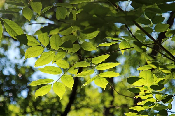 Hojas verdes de verano —  Fotos de Stock