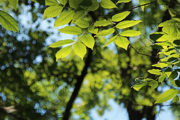 Hojas verdes de verano —  Fotos de Stock