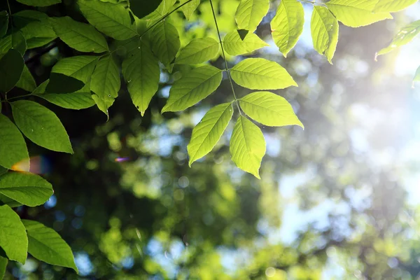 Foglie estive verdi — Foto Stock