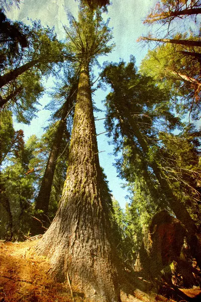 Uma árvore de sequoia no Parque Nacional de Sequoia . — Fotografia de Stock