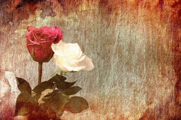 A white and red Rose with a wooden background and a copy space.