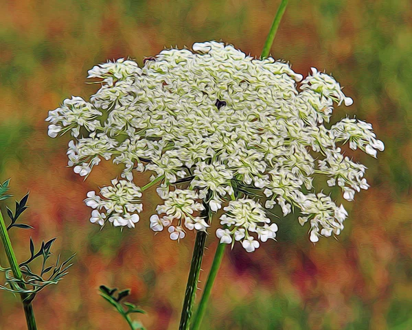 Uma inflorescência de flores silvestres brancas — Fotografia de Stock
