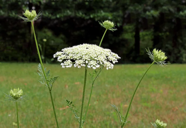 Witte wilde bloem bloeiwijze — Stockfoto