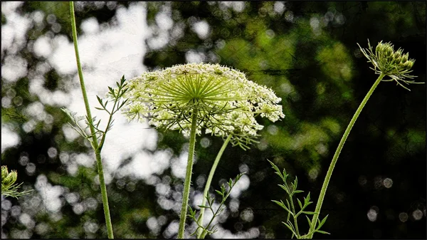 Witte wilde bloem bloeiwijze — Stockfoto