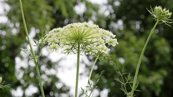 白い野生の花の花序 — ストック写真