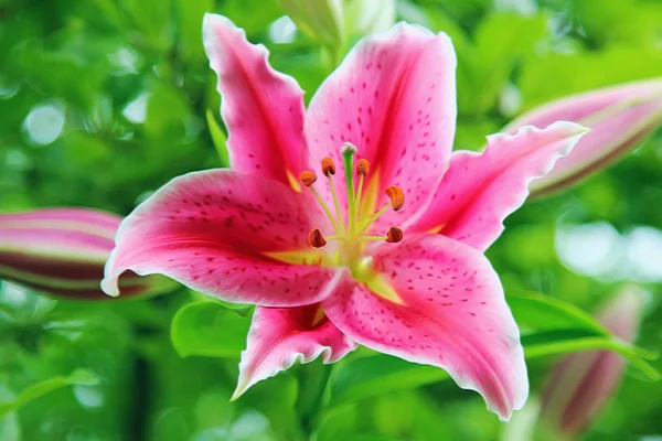 Rosa lilja blomma — Stockfoto