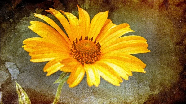 Heliopsis helianthoides Blüte — Stockfoto