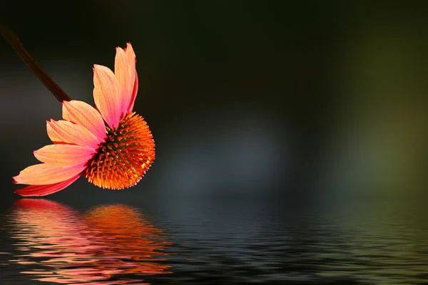 Sonnenhut-Blüten — Stockfoto