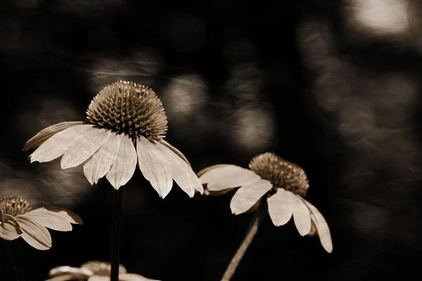 Sonnenhut-Blüten — Stockfoto